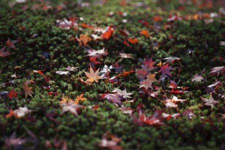 Foto de Arce japonés en bosque de otoño en el fondo de la naturaleza - Imagen libre de derechos