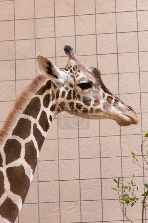 Téléchargez les photos : Un gros plan de girafe dans le zoo - en image libre de droit