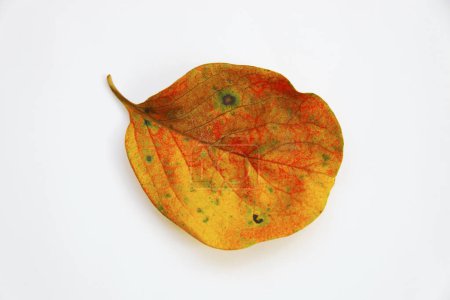 Foto de Hoja de otoño colorido aislado sobre fondo blanco - Imagen libre de derechos