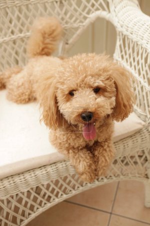 Photo for Cute maltipoo dog in the chair on background, close up - Royalty Free Image