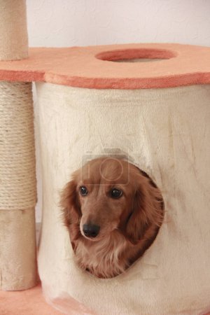 Foto de Retrato de perro lindo en el interior del hogar - Imagen libre de derechos