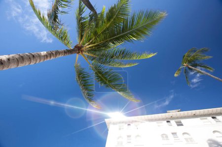 Téléchargez les photos : Belle vue sur les grands palmiers de dessous - en image libre de droit