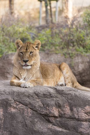 Foto de Un león acostado en la roca del zoológico. - Imagen libre de derechos