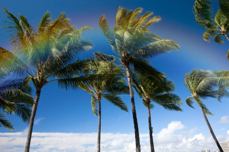 Téléchargez les photos : Belle vue sur les grands palmiers de dessous - en image libre de droit