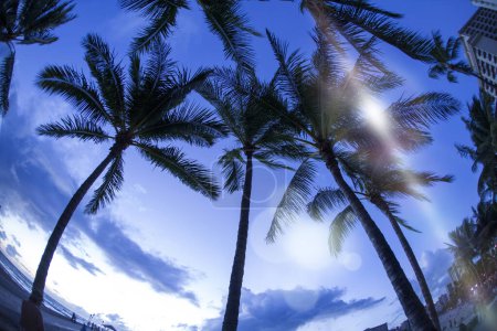 Photo for Beautiful tall palm trees view from underneath - Royalty Free Image