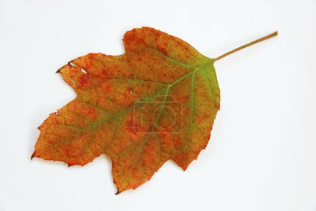 Téléchargez les photos : Feuille d'automne colorée isolée sur fond blanc - en image libre de droit