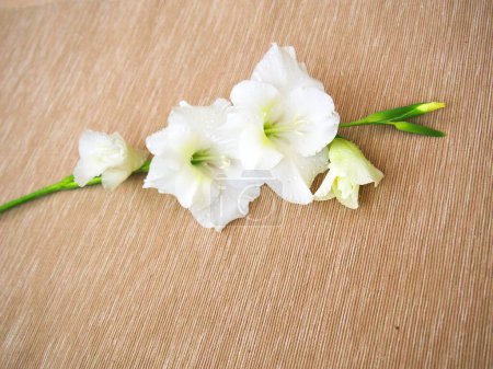 Téléchargez les photos : Fleurs Gladiolus blanches sur fond bois blanc - en image libre de droit