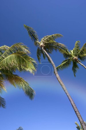 Foto de Hermosas palmeras altas vista desde abajo - Imagen libre de derechos