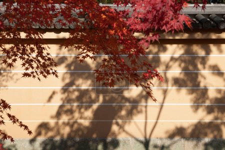 Téléchargez les photos : Feuilles d'érable colorées en automne - en image libre de droit