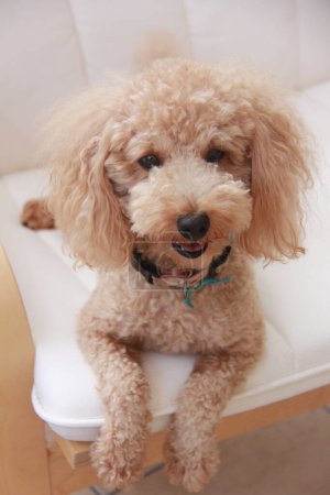 Photo for Cute dog at home interior, closeup shot - Royalty Free Image