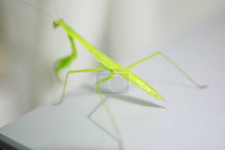 Photo for Green mantis bug on a white background - Royalty Free Image