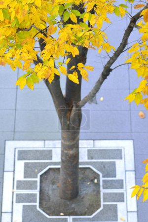 Téléchargez les photos : Un arbre aux feuilles jaunes - en image libre de droit