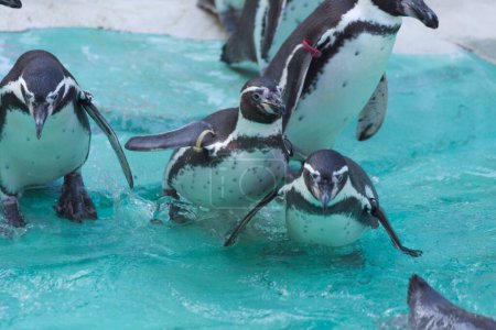 Foto de Pingüinos con agua azul en el zoológico - Imagen libre de derechos