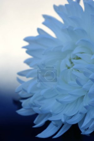 Photo for Close up of beautiful chrysanthemums - Royalty Free Image