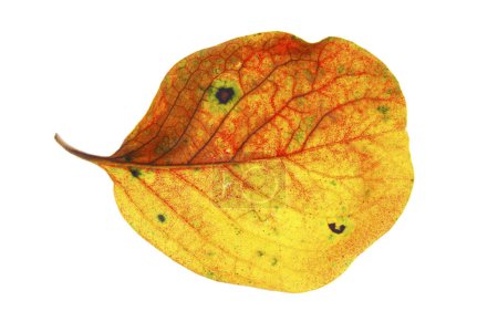 Foto de Hoja de otoño colorido aislado sobre fondo blanco - Imagen libre de derechos