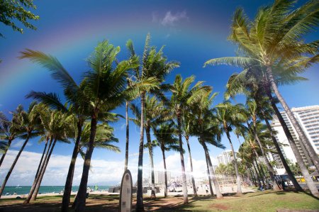 Téléchargez les photos : Beaux palmiers à l'arrière par une journée ensoleillée - en image libre de droit