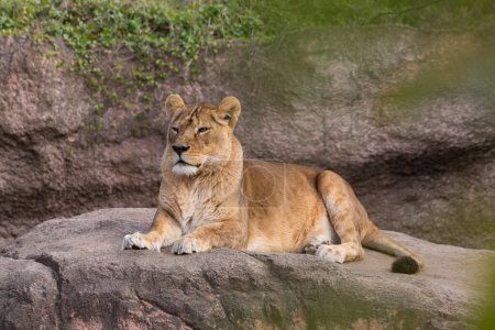 Foto de León acostado en el zoológico - Imagen libre de derechos