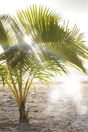Photo for Palm trees in sunlight, daytime view, travel background, vacation concept - Royalty Free Image