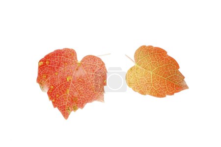 Téléchargez les photos : Feuilles d'automne colorées isolées sur fond blanc - en image libre de droit