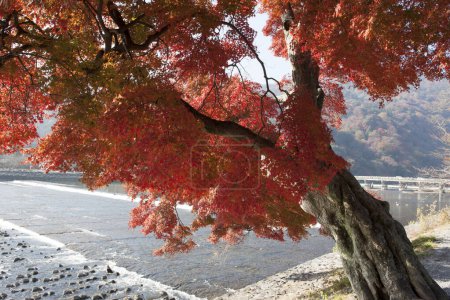 Foto de Árboles de arce de colores y el río en la temporada de otoño en Japón - Imagen libre de derechos