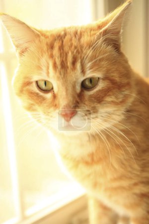 Téléchargez les photos : Chat rouge regardant par la fenêtre. - en image libre de droit
