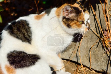 Foto de Lindo gato en el jardín, vista diurna - Imagen libre de derechos