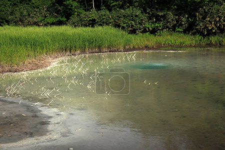 Téléchargez les photos : Petite rivière dans la forêt - en image libre de droit