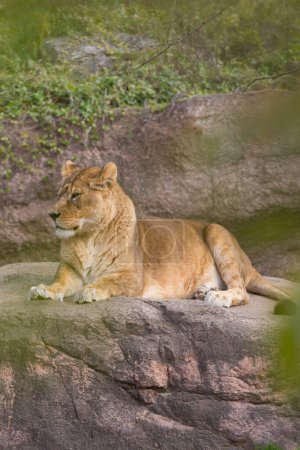 Téléchargez les photos : Une lionne couchée sur le rocher dans un zoo - en image libre de droit