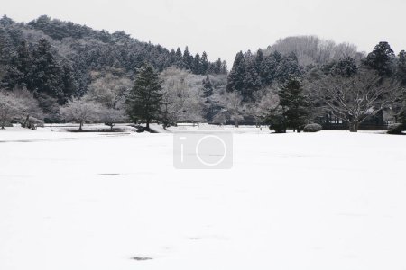 Téléchargez les photos : Pins dans les montagnes d'hiver - en image libre de droit