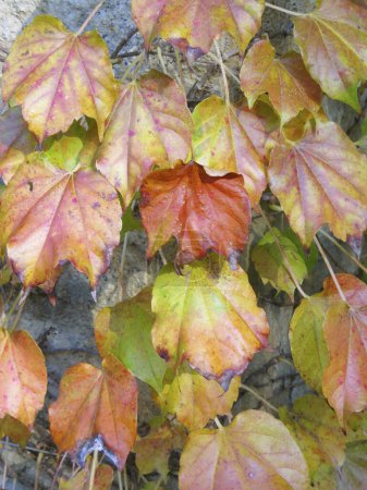 Téléchargez les photos : Feuilles d'automne colorées et branches d'arbres artistiques - en image libre de droit