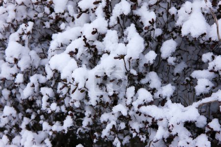 Foto de Ramas cubiertas de nieve en el bosque - Imagen libre de derechos