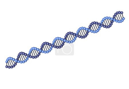 Téléchargez les photos : Structure moléculaire de l'ADN isolé sur fond blanc - en image libre de droit