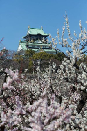 Photo for Osaka castle with the cherry blossoms in spring - Royalty Free Image