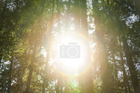 Téléchargez les photos : La lumière du soleil brille à travers les arbres dans la forêt - en image libre de droit