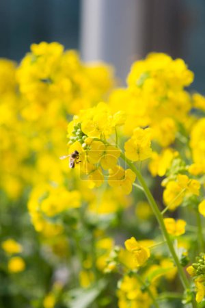 Foto de Flores amarillas en el jardín - Imagen libre de derechos