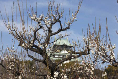 Castillo de Osaka con flor de cerezo en Japón
