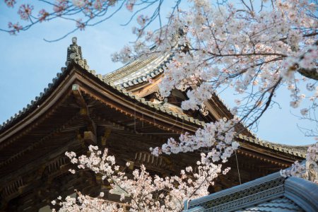 flores de flor de sakura árbol y tambor casa en templo Ninna-ji en Kyoto, Japón 