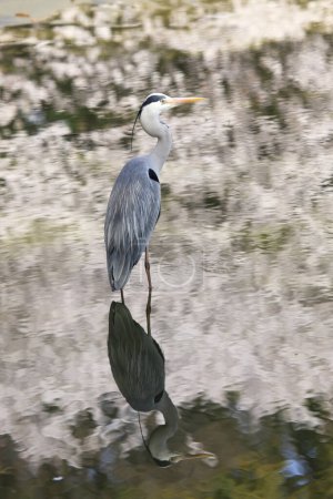 a heron in its natural habitat