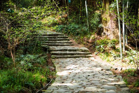 Téléchargez les photos : Célèbre sentier Daimonzaka à l'intérieur de la forêt de cyprès géante, menant aux chutes de Nachi, Japon - en image libre de droit