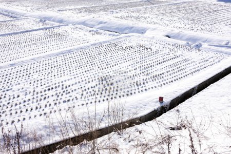 Foto de Campo cubierto de nieve, paisaje de invierno - Imagen libre de derechos
