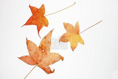 Foto de Grupo de hojas de diferentes colores sobre fondo blanco - Imagen libre de derechos