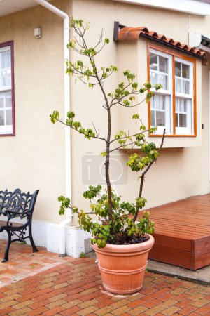 Téléchargez les photos : Un plan vertical d'une maison en bois blanc avec des plantes et des fleurs vertes - en image libre de droit