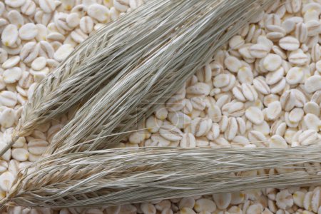 Photo for Raw pressed organic oats and ears , close up - Royalty Free Image