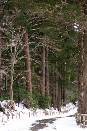 Téléchargez les photos : Pins dans les montagnes d'hiver - en image libre de droit