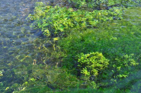 Téléchargez les photos : Belle vue sur la nature avec des algues vertes dans une eau - en image libre de droit