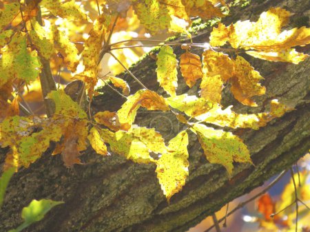 Téléchargez les photos : Feuilles d'automne colorées et branches d'arbres artistiques - en image libre de droit