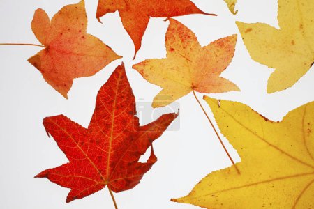 Foto de Grupo de hojas de diferentes colores sobre fondo blanco - Imagen libre de derechos