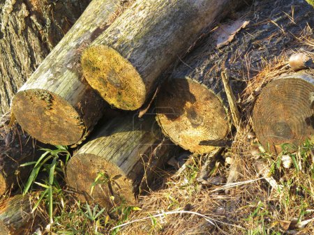 Foto de A pile of cutted logs  in the forest. - Imagen libre de derechos