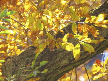 Photo for Colorful autumn leaves and artistic tree branches - Royalty Free Image