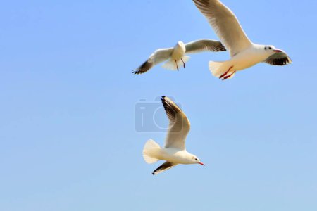 Téléchargez les photos : Mouettes oiseaux volant dans le ciel sur fond de nature - en image libre de droit